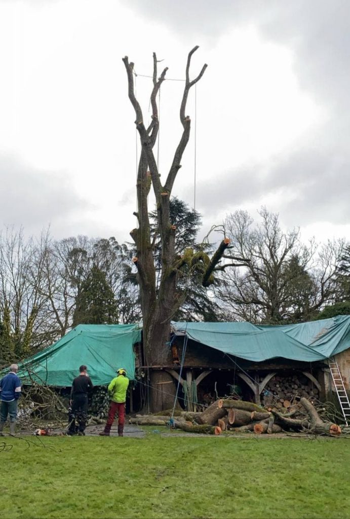 Tree surgery being carried in Folkestone Kent