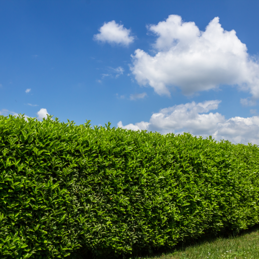 hedge