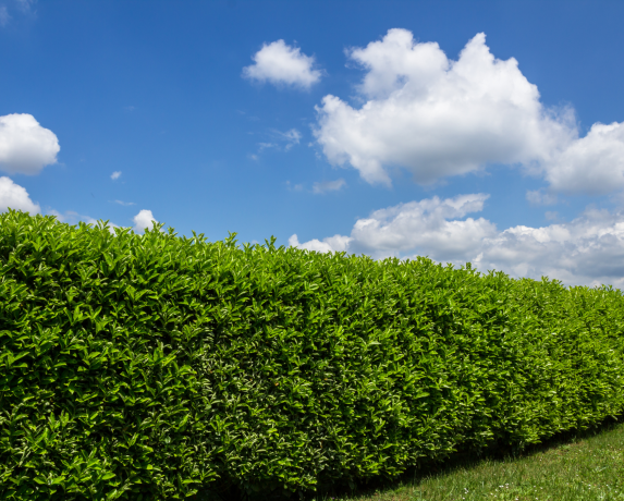 hedge