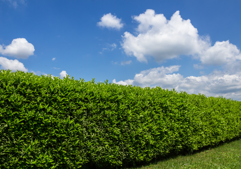 hedge