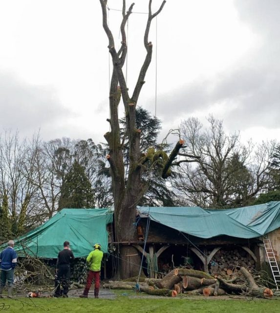 Tree surgery being carried in Folkestone Kent