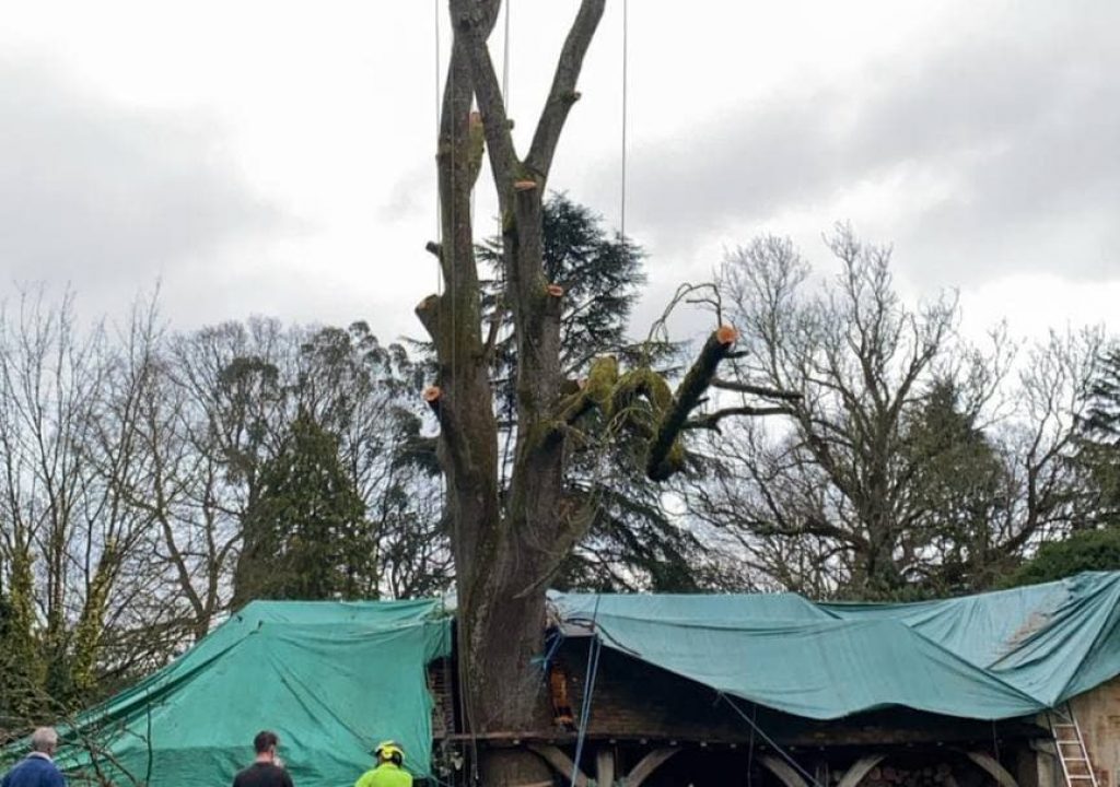 Tree surgery being carried in Folkestone Kent