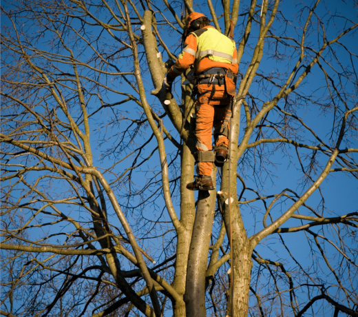 Tree crown reduction services being carried out in Folkestone