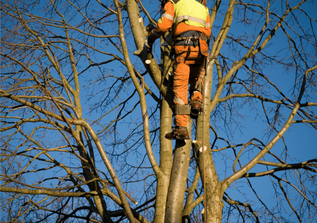 Tree crown reduction services being carried out in Folkestone